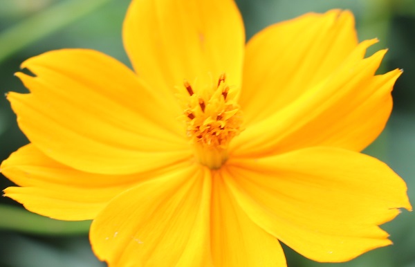 キバナコスモスの花の写真