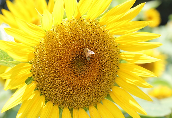 大きな黄色のひまわりとミツバチの写真