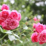 雨上がりのピンクの薔薇の写真