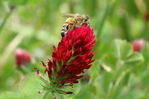 花とミツバチの写真